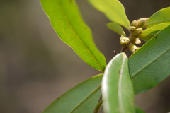 Diospyros angustifolia